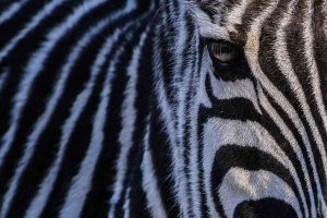 Koje boje iz zebre: bijelo ili crno? Koje boje iz zebre: bijelo ili crno?