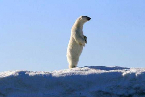Koje veličine i težine polarne medvjeda?