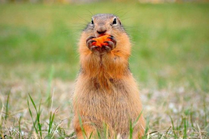 Kakva je metoda ishrane karakteristična za životinje?
