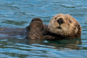 Calan (marine otter) Calan (marine otter)