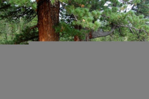 Stablo cedar Stablo cedar