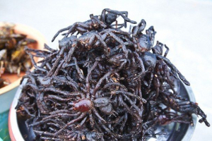 Kolonije tarantulov zarobljeni kambodža Kolonije tarantulov zarobljeni kambodža