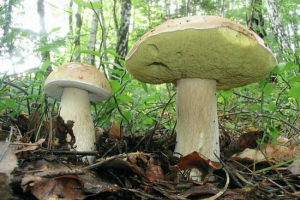 Lopatica (bijela breza gljiva) Lopatica (bijela breza gljiva)