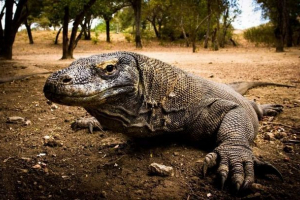 Ormar varan - giant guizard Ormar varan - giant guizard