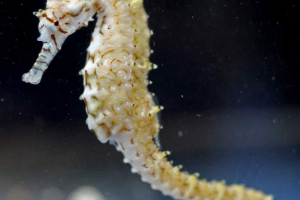 Morska japanska vrsta: nepička riba