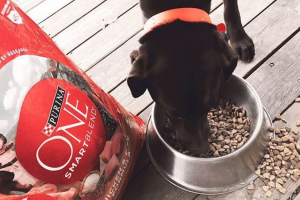 Purina jedna hrana za pse male, srednje i velike pasmine Purina jedna hrana za pse male, srednje i velike pasmine