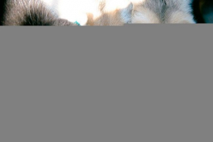 Hranjenje husky u različitim dobnim periodima Hranjenje husky u različitim dobnim periodima