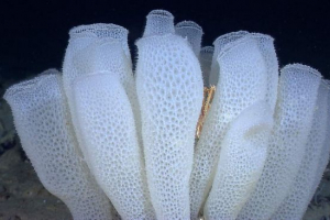 Korpa venere: morska spužva, tkana iz čipke