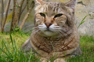 Mačka pasmina pixesbob