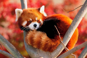 Crvena panda Crvena panda