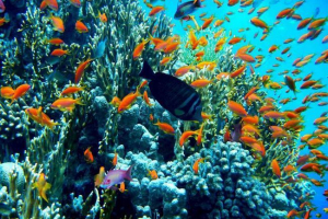 Ljepota podvodnog svijeta crvenog mora