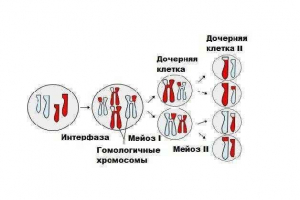 Kratak opis faza i shema divizije ćelija pomoću maiza