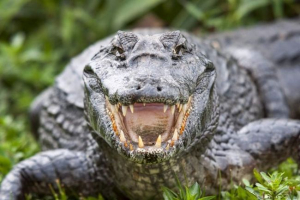 Krokodil iz kanalizacije: u louisiani, ulice hodaju na ulicama 3-metar gmize Krokodil iz kanalizacije: u louisiani, ulice hodaju na ulicama 3-metar gmize