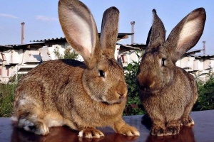 Rabljena ražnja letmer. Opis, karakteristike, briga i sadržaj