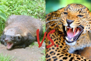 Leopard je pojurio sa medeom