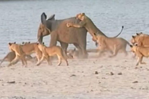 Lav protiv slona koji će pobijediti? Lav protiv slona koji će pobijediti?
