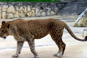 Lipard lav ili leopard? Foto lipard Lipard lav ili leopard? Foto lipard