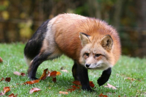 Fox ukrao ključeve od vozača iz vozača Fox ukrao ključeve od vozača iz vozača