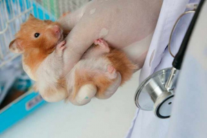 Zabrinjava hrčak - vrste i simptomi Zabrinjava hrčak - vrste i simptomi