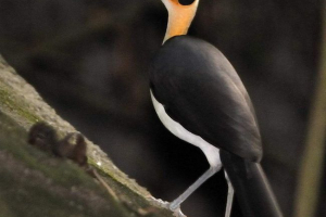 Ćelav soroki - kakve bile ptice?