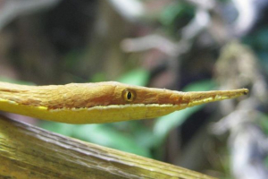 Madagaskar liston zmija - lijepa maskiranje maskiranja Madagaskar liston zmija - lijepa maskiranje maskiranja