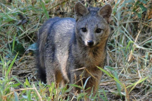Može kone. Fotografija majacong fox Može kone. Fotografija majacong fox