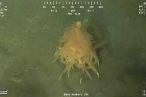 Tjestenina čudovište otkrivena i pucala na video u blizini angole Tjestenina čudovište otkrivena i pucala na video u blizini angole