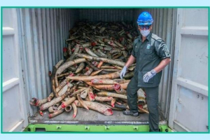 Malezija je uništila 9,5 tona bjelokosti