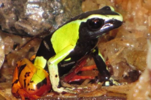 Mantelle - madagaskar žabe Mantelle - madagaskar žabe