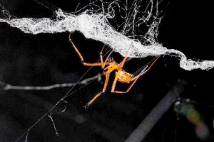 Lraketment u tuđoj kući: zašto muški crni udovici zubi?