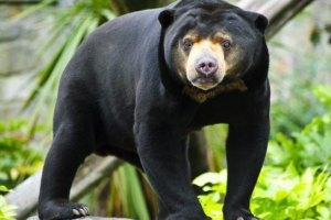 Malajski medvjed ili biruang Malajski medvjed ili biruang