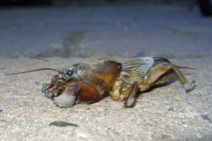 Medvedka ili mol kriket