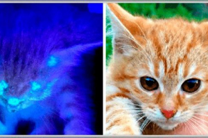 Microsporia i trico u mački - šta je to? Microsporia i trico u mački - šta je to?