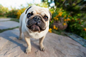 Pug - pas, koji je uvijek u središtu događaja Pug - pas, koji je uvijek u središtu događaja