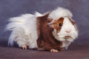 Gvineja svinje su razbile jocon