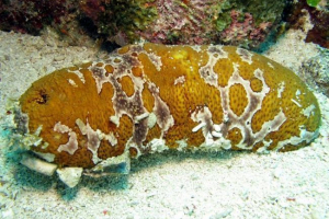 Morski krastavac Morski krastavac