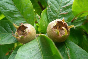 Medlar Medlar