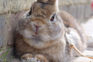 Na altaij, novorođena djevojka bita bitaca zeca Na altaij, novorođena djevojka bita bitaca zeca