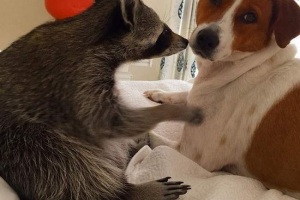 Na bahamima rota pretvorio se u psa Na bahamima rota pretvorio se u psa