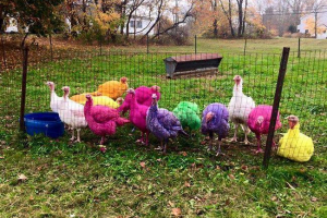 Na farmi u stanju connecticut godišnje boje turske Na farmi u stanju connecticut godišnje boje turske