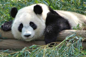 Kakvu kopnu i u kojoj zemlji živi velika panda? Kakvu kopnu i u kojoj zemlji živi velika panda?
