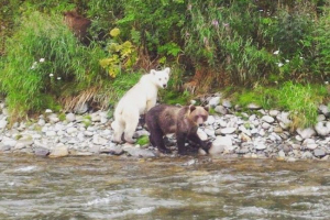 Na kamchatku je otkrio medvjede rijetke boje Na kamchatku je otkrio medvjede rijetke boje