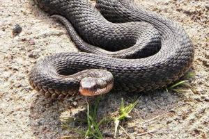 U kuban, čovjek je ugrizao momka U kuban, čovjek je ugrizao momka