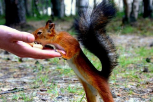 U ukrajini, djevojka je uredila trpezariju za protein