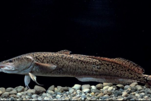 Burbot Burbot