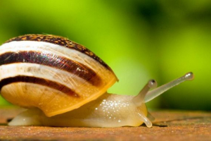 Neobična struktura puževa Neobična struktura puževa