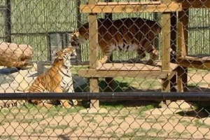 Pijani američki u zoološkom vrtu odbijenog tigra