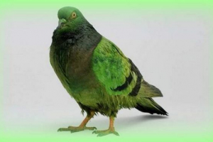 Stranac je spasio grad suren iz golubova Stranac je spasio grad suren iz golubova