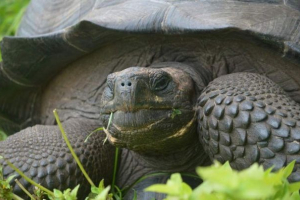 Nova vrsta džinovskih kornjača pronađenih na ostrvima galapagos