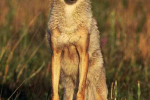 O siromašnoj kojoti tišini